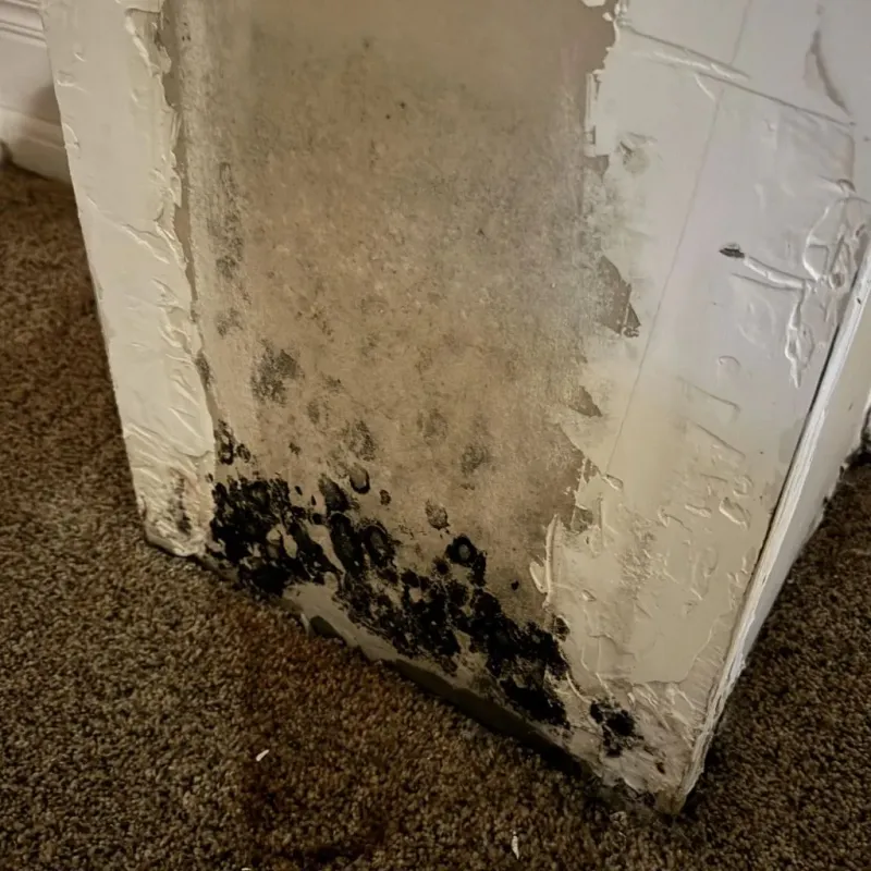 Professional Mold Removal in South Lebanon, OH